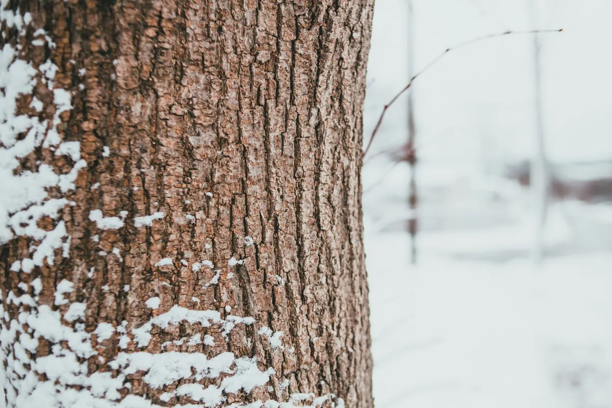 Winter Tree ID Without Leaves: A Beginner's Bark and Bud Guide